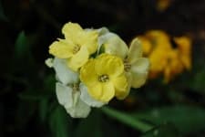 Sample 1 – Wallflower