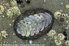 Sample 4 – Chiton