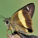 Sample 20 – Banded butterfly