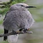 Sample 2 – Clarks nutcracker