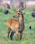 Sample 6 – Antelope