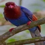 Sample 1 – Sri lanka blue magpie