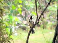 Sample 5 – Bulbul