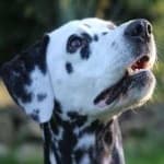 Sample 1 – Dalmation