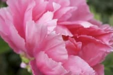 Sample 1 – Frilly