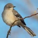 Sample 1 – Northern mockingbird