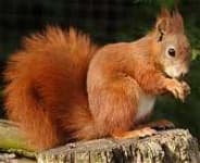 Sample 2 – Fox squirrel