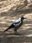 Sample 5 – Magpie