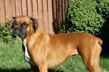 Sample 4 – Boxer