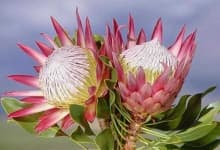Sample 3 – King protea