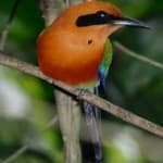 Sample 4 – Rufuos motmot