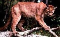 Sample 6 – Cougar body