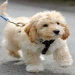 Sample 2 – Cockapoo