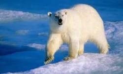 Sample 3 – Bear