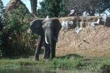 Sample 3 – African elephant