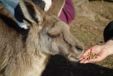 Sample of Kangaroo