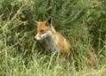 Sample 1 – Red fox
