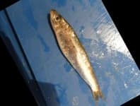 Sample 6 – Black sea sprat