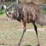 Sample 4 – Emu