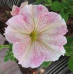 Sample 1 – Petunia
