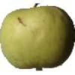 Sample 3 – Fruit