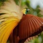 Sample 13 – Bird of paradise bird