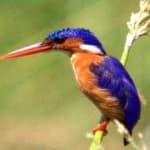 Sample 1 – Malachite kingfisher