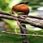 Sample 5 – Rufuos motmot