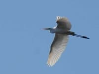 Sample 4 – American egret