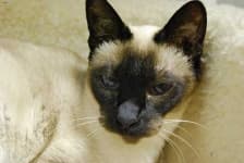 Sample 5 – Siamese