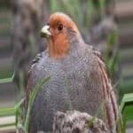 Sample of Gray partridge