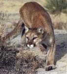 Sample 1 – Cougar body