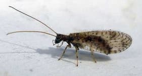 Sample 2 – Lacewing