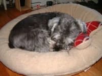 Sample 1 – Miniature schnauzer