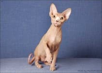 Sample 4 – Sphynx