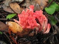 Sample 3 – Coral fungus