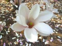 Sample 6 – Magnolia