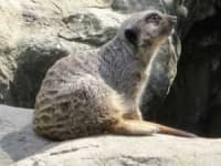 Sample 6 – Weasel