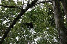 Sample 5 – Howler monkey