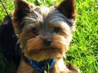 Sample 1 – Yorkshire terrier