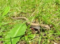 Sample 1 – Alligator lizard