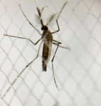 Sample 4 – Mosquito