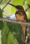 Sample 3 – Jacamar