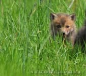 Sample 2 – Kit fox