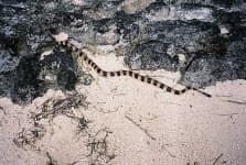 Sample 4 – Sea snake