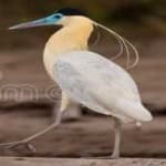 Sample 6 – Capped heron