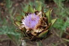 Sample 20 – Artichoke flower