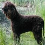 Sample 4 – Irish spaniel