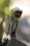 Sample 2 – Langur