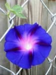 Sample 3 – Morning glory